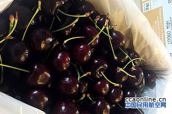 塔斯马尼亚樱桃