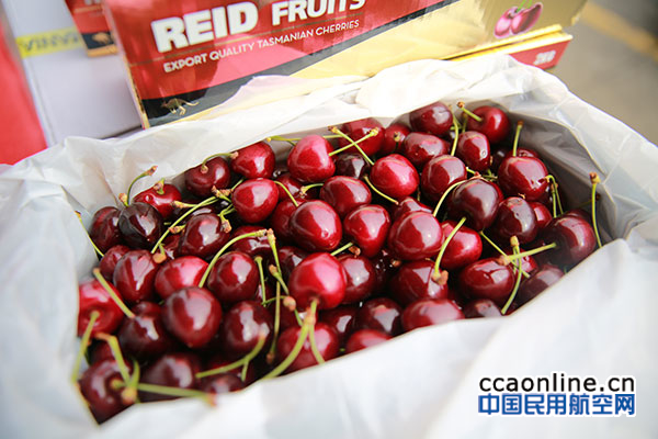 塔斯马尼亚樱桃