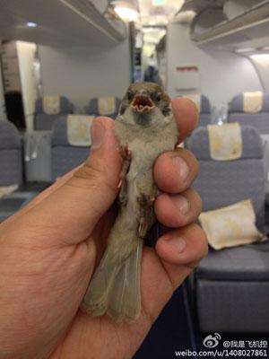 民航贫论：愤怒的小鸟和呐喊的飞行员