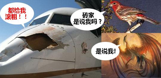 民航贫论：鸟、鸟人和凄凄凄